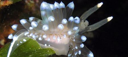 Sea slugs in Cassis Sea slugs in Cassis